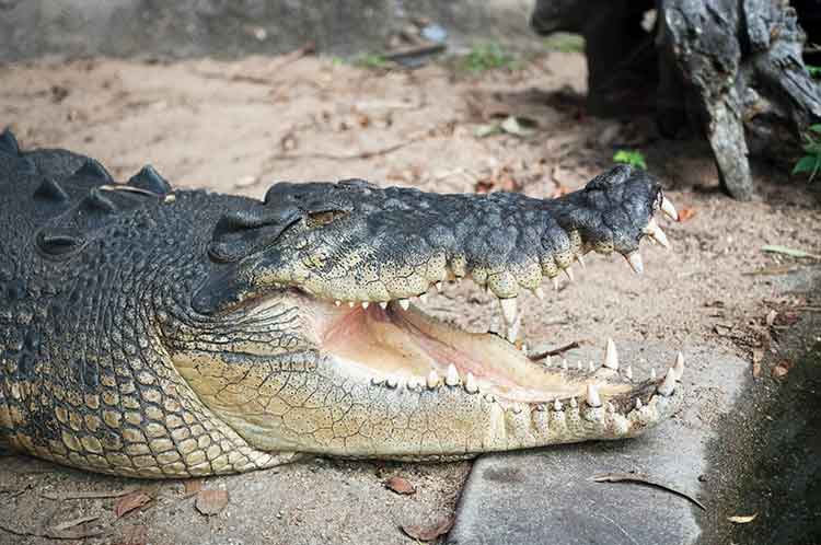 Wildlife-croc.jpg
