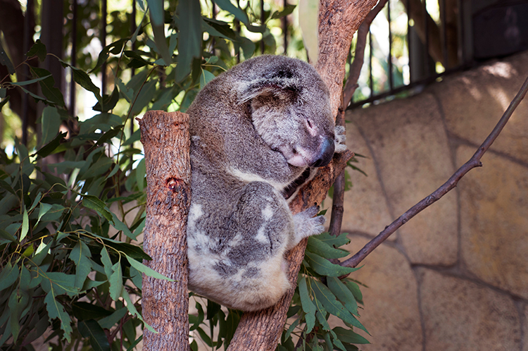 Things You Didn't Know About Koalas