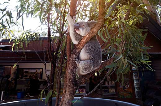 September-koala.jpg