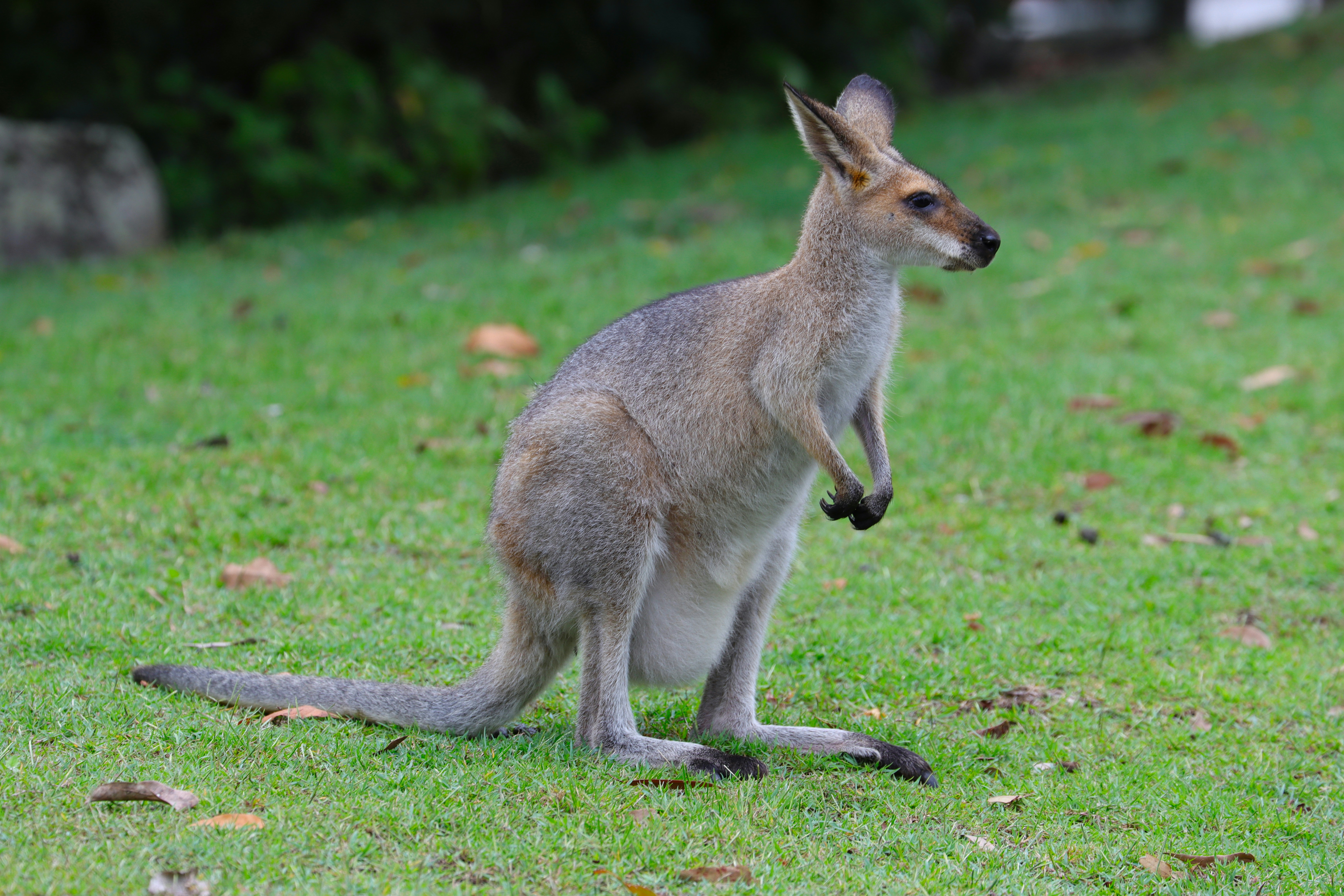 Exploring the Wildlife on the Island: What to See and Where