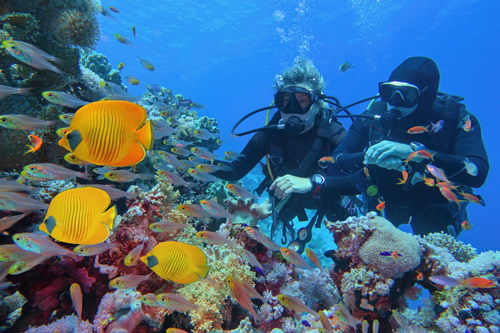 Great Barrier Reef Festival